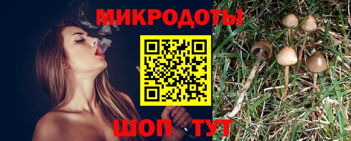 Псилоцибиновые грибы мицелий Урус-Мартан